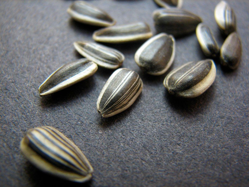 Sunflower Seeds: A Versatile and Nutrient-Packed Snack