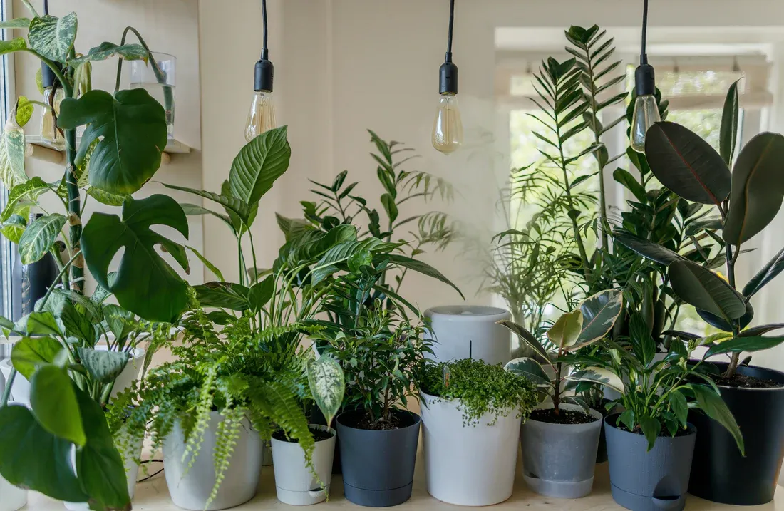 Finding The Perfect Pet-Safe Indoor Plants For The Winter Season